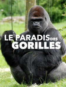 Un paradis pour les gorilles