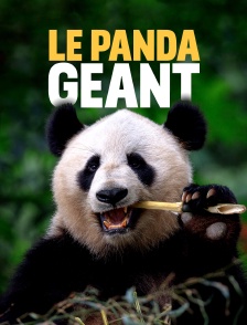 Le panda géant