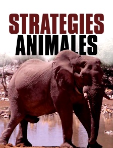 Stratégies animales