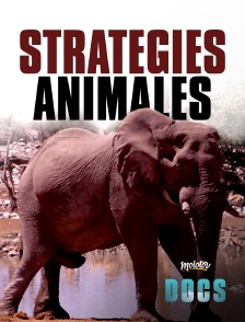 Stratégies animales
