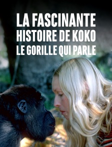 La fascinante histoire de Koko, le gorille qui parle