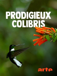 Prodigieux colibris