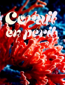 Corail en péril
