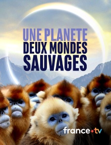 france.tv - Une planète, sept mondes sauvages