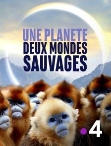 France 4 - Une planète, sept mondes sauvages