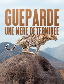 Guéparde, une mère déterminée