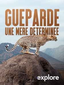 EXPLORE - Guéparde, une mère déterminée