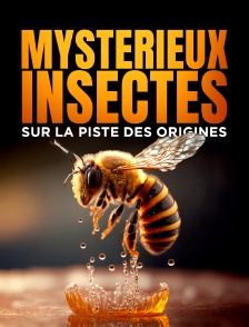 Mystérieux insectes, sur la piste des origines