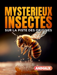 Animaux - Mystérieux insectes, sur la piste des origines