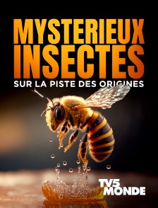 TV5MONDE - Mystérieux insectes, sur la piste des origines