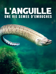 L'anguille, une vie semée d'embûches