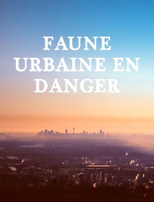Faune urbaine en danger