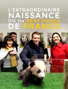 L'extraordinaire naissance du 1er bébé panda de France