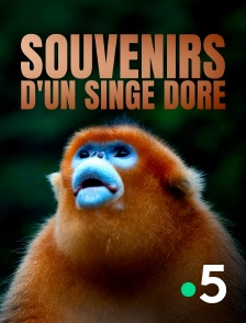 France 5 - Souvenirs d'un singe doré