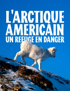 L'Arctique américain, un refuge en danger
