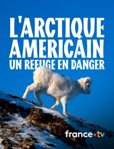 france.tv - L'Arctique américain, un refuge en danger