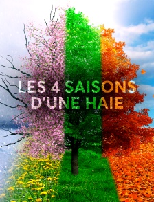 Les 4 saisons d'une haie