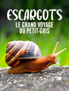 Escargots : Le grand voyage du petit-gris