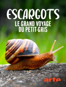 Arte - Escargots : Le grand voyage du petit-gris