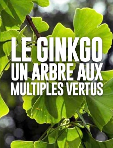 Le ginkgo, un arbre aux multiples vertus