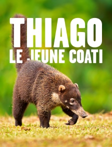 Thiago, le jeune coati