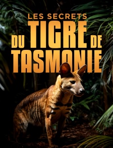 Les secrets du tigre de Tasmanie