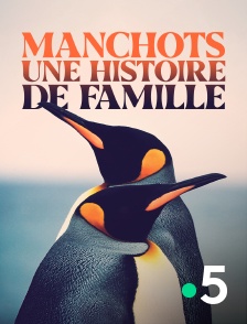 Manchots, une histoire de famille