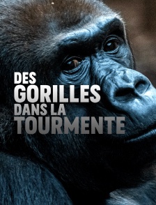Des gorilles dans la tourmente