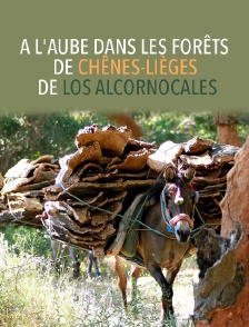 A l'aube dans les forêts de chênes-lièges de Los Alcornocales