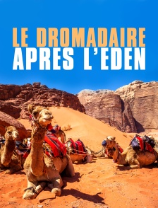 Le dromadaire après l'eden