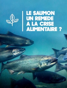Le saumon, un remède à la crise alimentaire ?