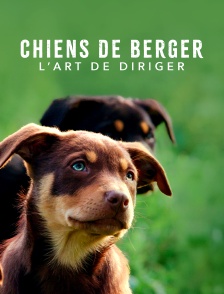 Chiens de berger : l'art de diriger