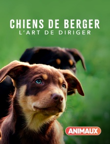 Animaux - Chiens de berger : l'art de diriger