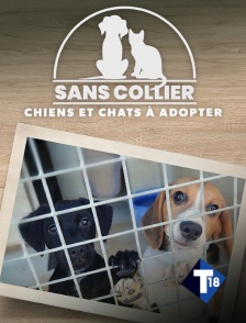 T18 - Sans collier