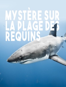 Mystère sur la plage des requins