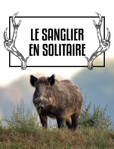 Le sanglier en solitaire