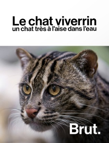 Brut - Le chat viverrin, un félin très à l'aise dans l'eau