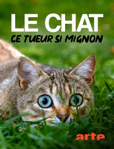 Arte - Le chat, ce tueur si mignon