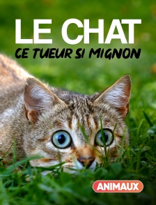 Animaux - Le chat, ce tueur si mignon