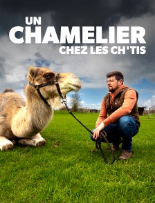 Un chamelier chez les Ch'tis