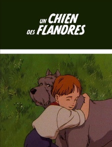 Un chien des Flandres