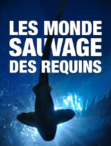 Le monde sauvage des requins
