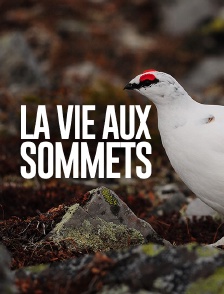 La vie aux sommets