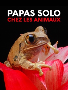 Papas solo chez les animaux