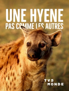 TV5MONDE - Une hyène pas comme les autres