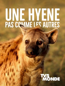 Une hyène pas comme les autres