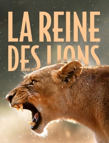 La reine des lions