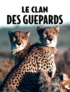 Le clan des guépards