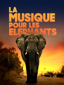 La musique pour les éléphants
