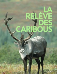 La relève des caribous